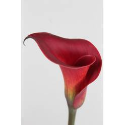 Calla Red Charm 55cm Roja