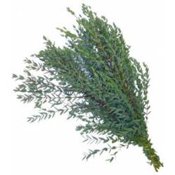 Eucaliptus Parviflora 200gr 60cm