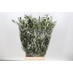 Olivo 60cm 300gr