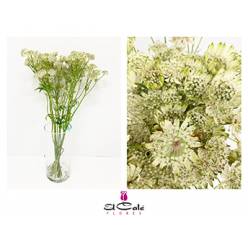 Astrantia Shaggy 55cm x10