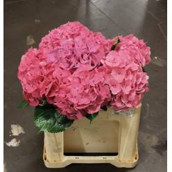 Hortensia Hol. Sibilla Red 50cm �16/18 Rs.