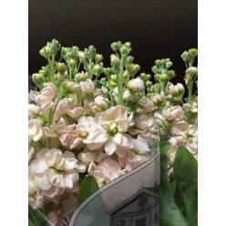 Aleli Hol. Aida Apricot 55cm x10 Sal