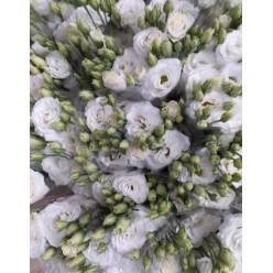 Lisiantus Nac. Croma White 70cm