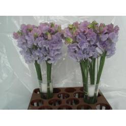 Lathyrus Wi Sunshine Lavender 40cm "T50"