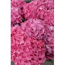 Hortensia Hol. Sibilla Paars 60cm 16/18 Mo.