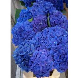 Hortensia Hol. Pimpernel 50cm 13/15 Azul