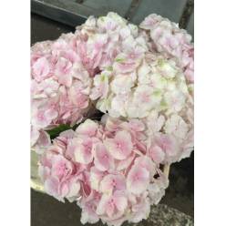 Hortensia Hol. Verena 50cm 16/18cm Rosa