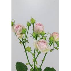 Ramificada Silver Lace 50cm