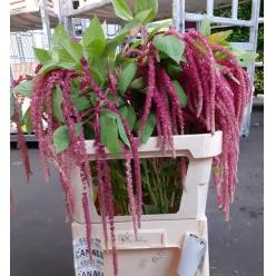 Amaranthus Hol. Red Cord 80cm