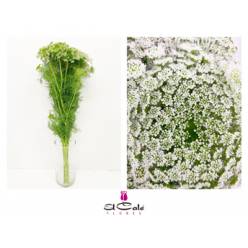 Ammis Casablanca 80cm