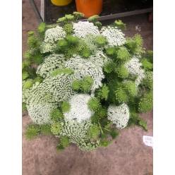 Ammis Extra 70cm