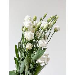 Lisiantus Nac. Blanco 80cm