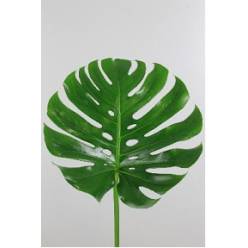 Philodendro Monstera Hol. 70cm 35cm