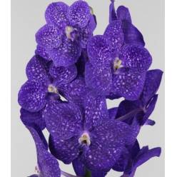 Vanda Tweed Blue x16