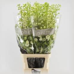 Delphinium Century White 120cm "T10"