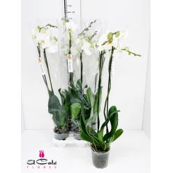 P. Phalaenopsis Ov. White 15/100cm 2T x4