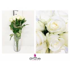 Rosa Hol. Countdown 50cm