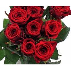 Rosa Hol. Red Naomi 55cm