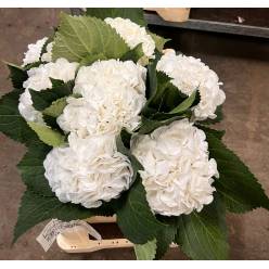 Hortensia Hol. Schneeball 50cm x5 Bl 15cm