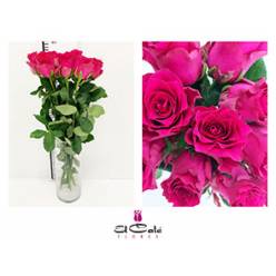 Rosa Hol. Pink Rhodos 60cm