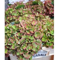 Hortensia Hol. Glow Alps Classic 50cm 16/18 Rosa