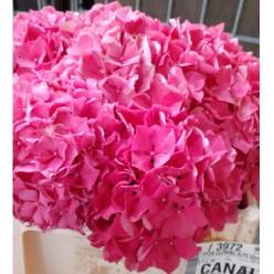 Hortensia Hol. Glow Alps 50cm 16/18cm Rosa