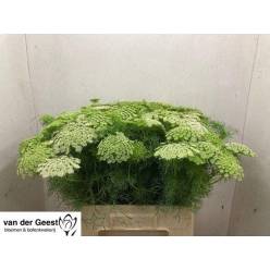 Ammis Visnaga 60cm x10