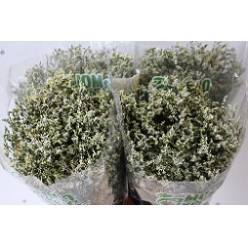 Limonium Hol. Sin China White 60cm 25gr "T25"