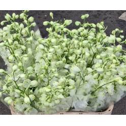 Delphinium Century White 80cm "T10"