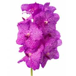 Vanda Ni Rosy "CC2"