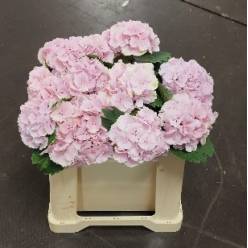 Hortensia Hol. Lolly Pop Rosa 50cm �16/18