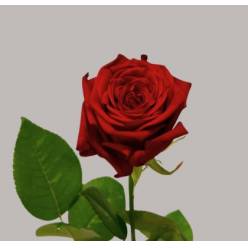 Rosa Hol. Red Naomi 60cm