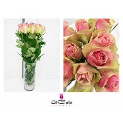 Rosa Hol. Belle Rose 60cm