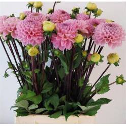 Dalia Hol. Ball Wizz Of Oz 55cm "CC30"