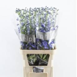 Delphinium Hol. El Delphis Blue Power 110cm "T10"