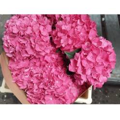 Hortensia Hol. Rodeo Rood 50cm 16/18 Rosa