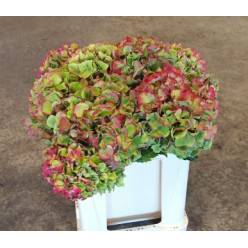 Hortensia Hol. Glow Alps Classic 50cm �18/20 Rosa