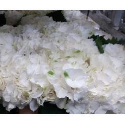 Hortensia Hol. Schneeball 80cm 20/22 Blanca