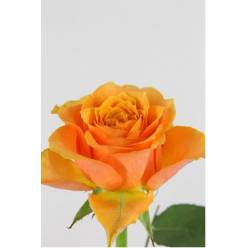 Rosa Hol. Arancio 60cm