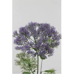 Trachelium Hol. Lake Michig Azul 70cm
