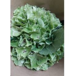 Hortensia Hol. M. Emerald Classic 60cm 16/18 Vd