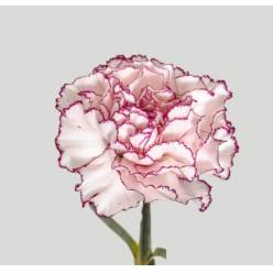 Clavel Col. Fancy Bicolor Morado