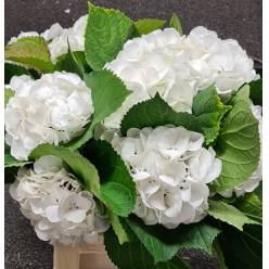 Hortensia Hol. Schneeball 60cm 16/18cm Blanca