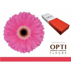 Gerbera Hol. Dreamer Fr "T25"