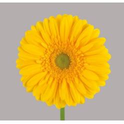 Gerbera Hol. Submarine Am. "T25"