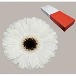 Gerbera Hol. White House x25 Bl