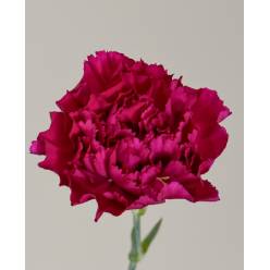 Clavel Col. Fancy Morado "T25"