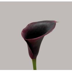 Calla Captain Palermo 50cm