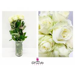 Rosa Hol. Avalanche 50cm