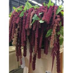 Amaranthus Hol. Rosary 75cm